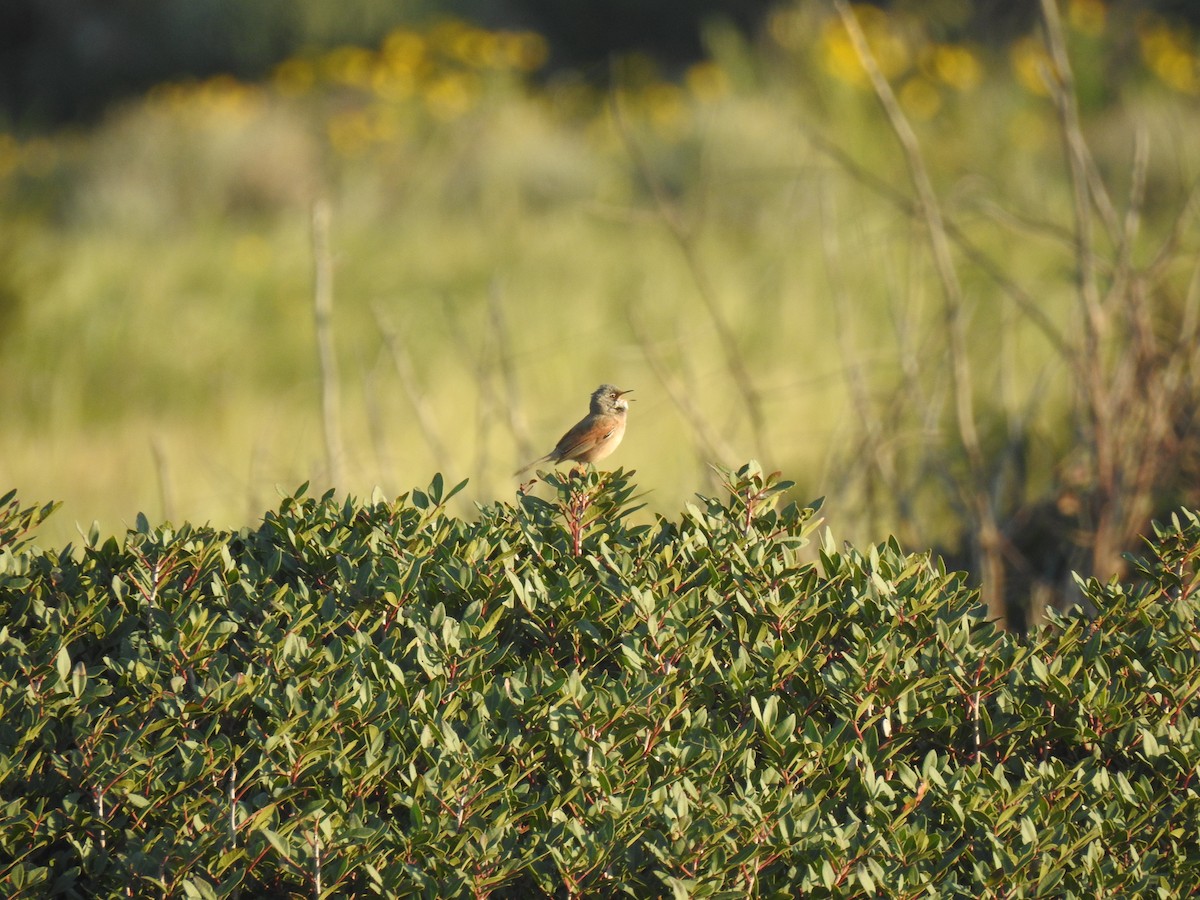 Spectacled Warbler - ML617615567