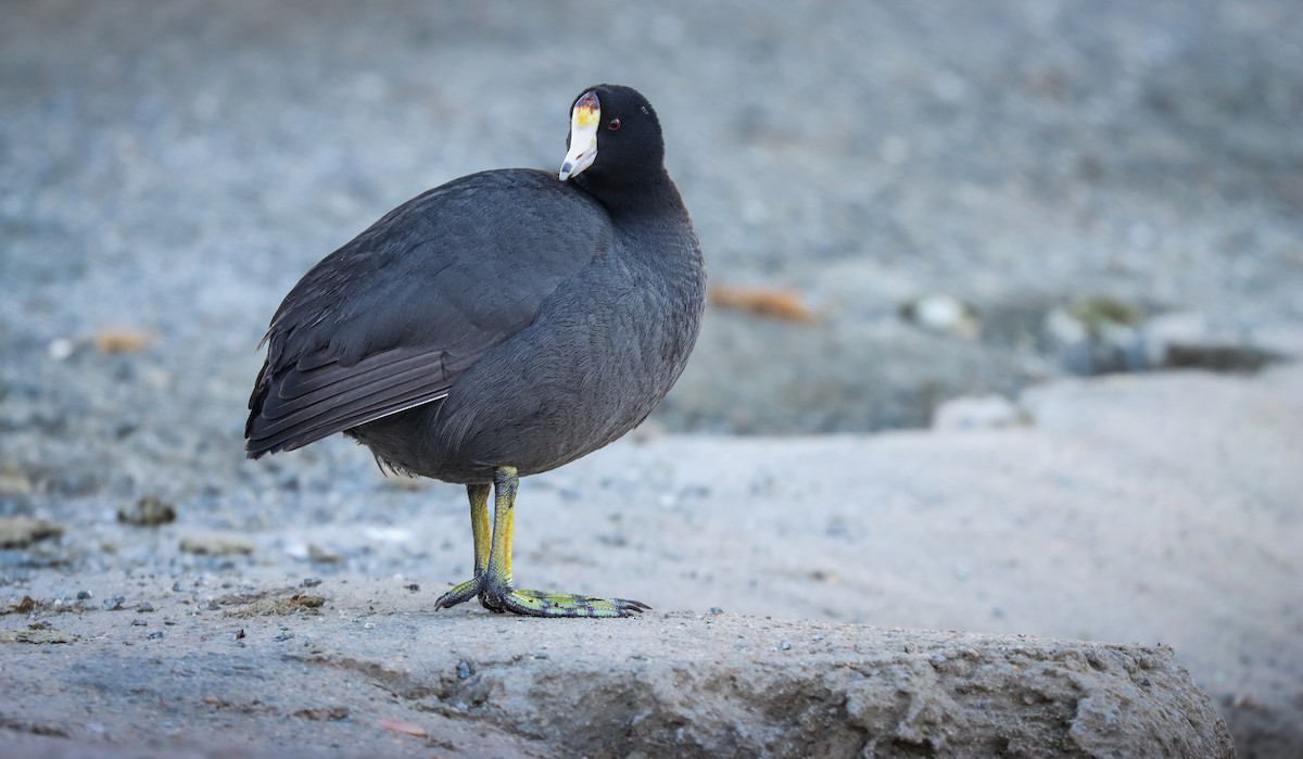 American Coot - ML617615584