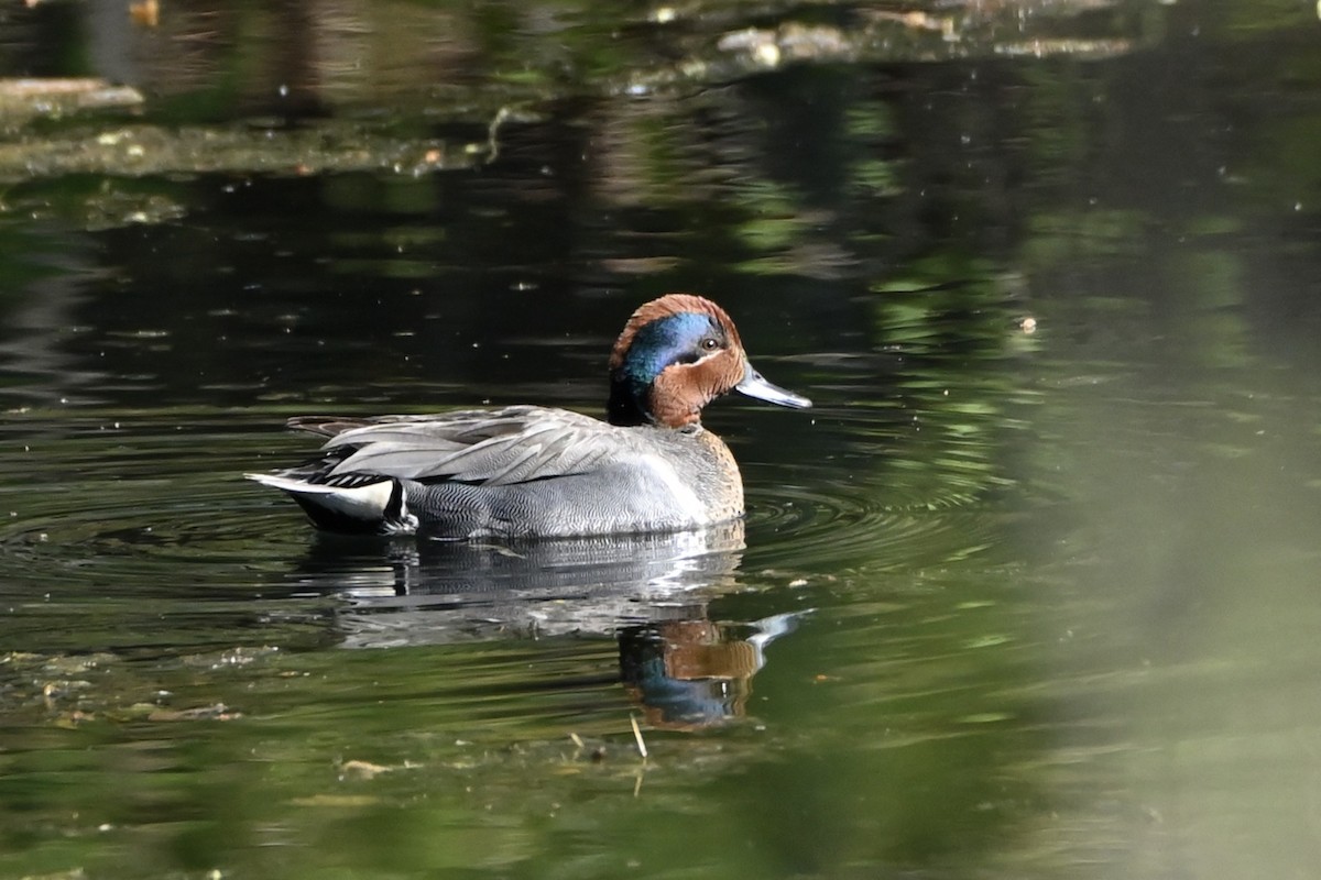 Green-winged Teal - ML617615594