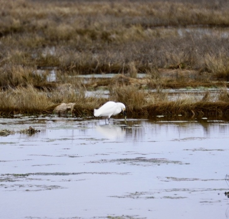 Snowy Egret - ML617615613