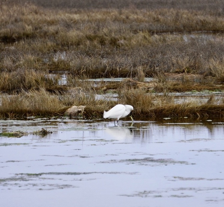 Snowy Egret - ML617615617