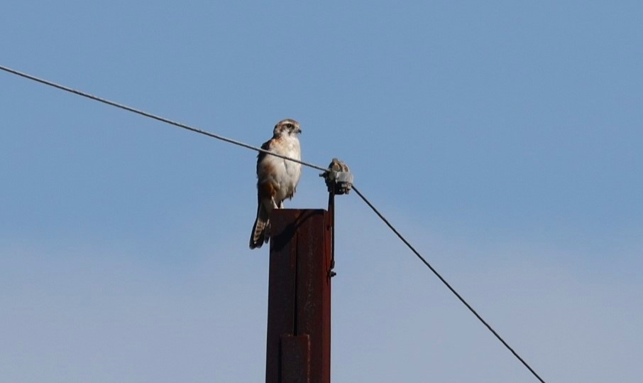 Brown Falcon - ML617615618