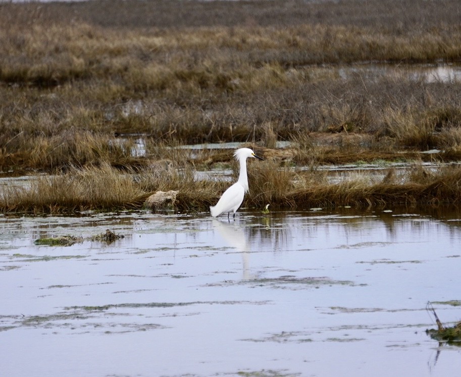 Snowy Egret - ML617615623