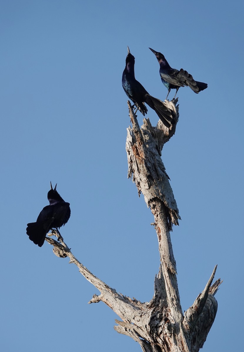 Boat-tailed Grackle - ML617615632