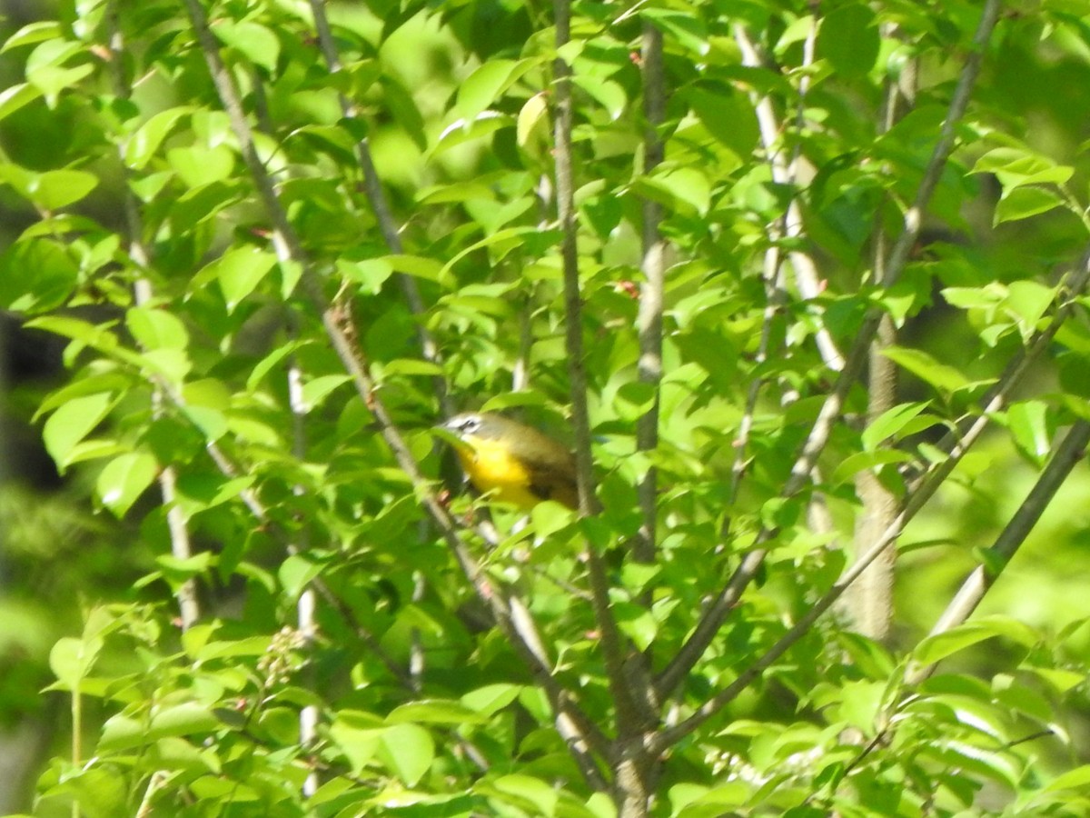 Yellow-breasted Chat - Vinod Babu