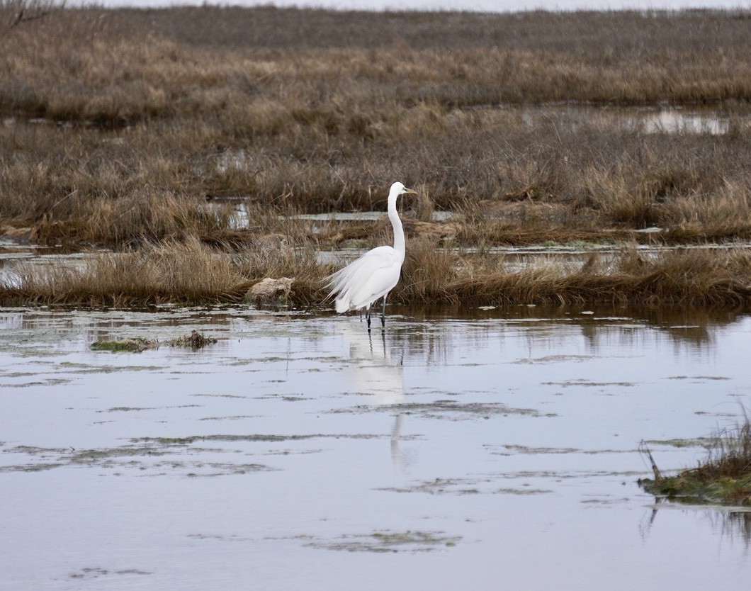 Great Egret - ML617615657