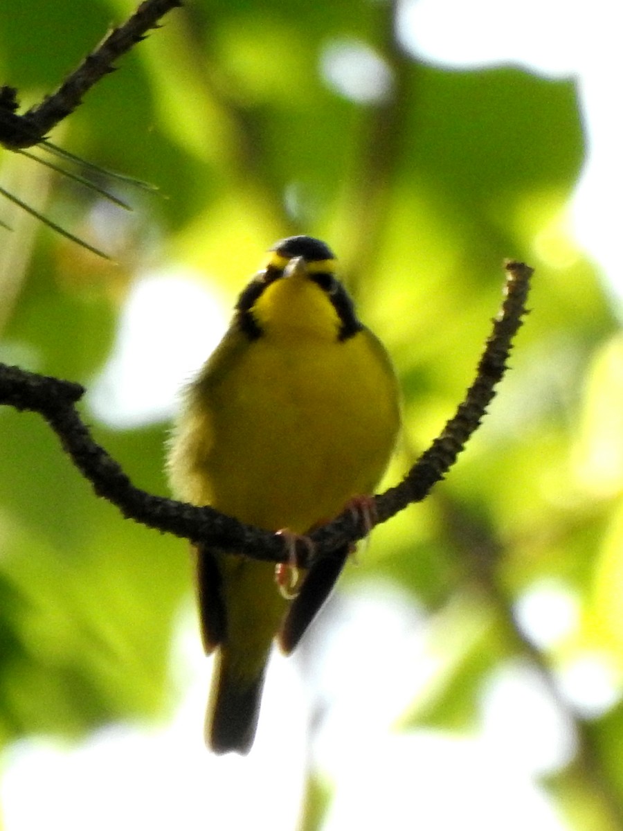 Kentucky Warbler - ML617615659