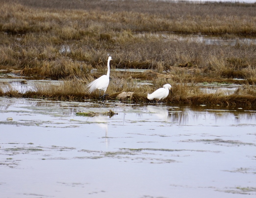 Great Egret - ML617615663