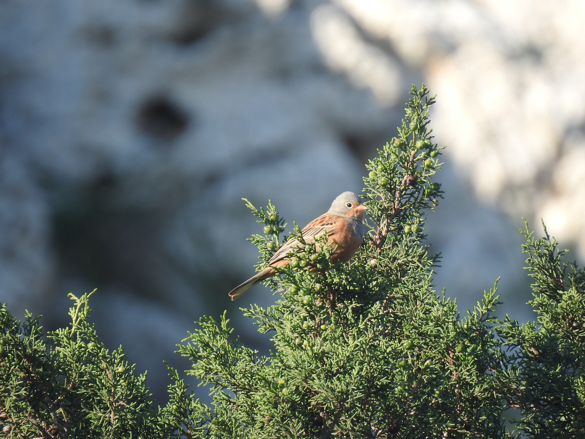 Cretzschmar's Bunting - ML617615664