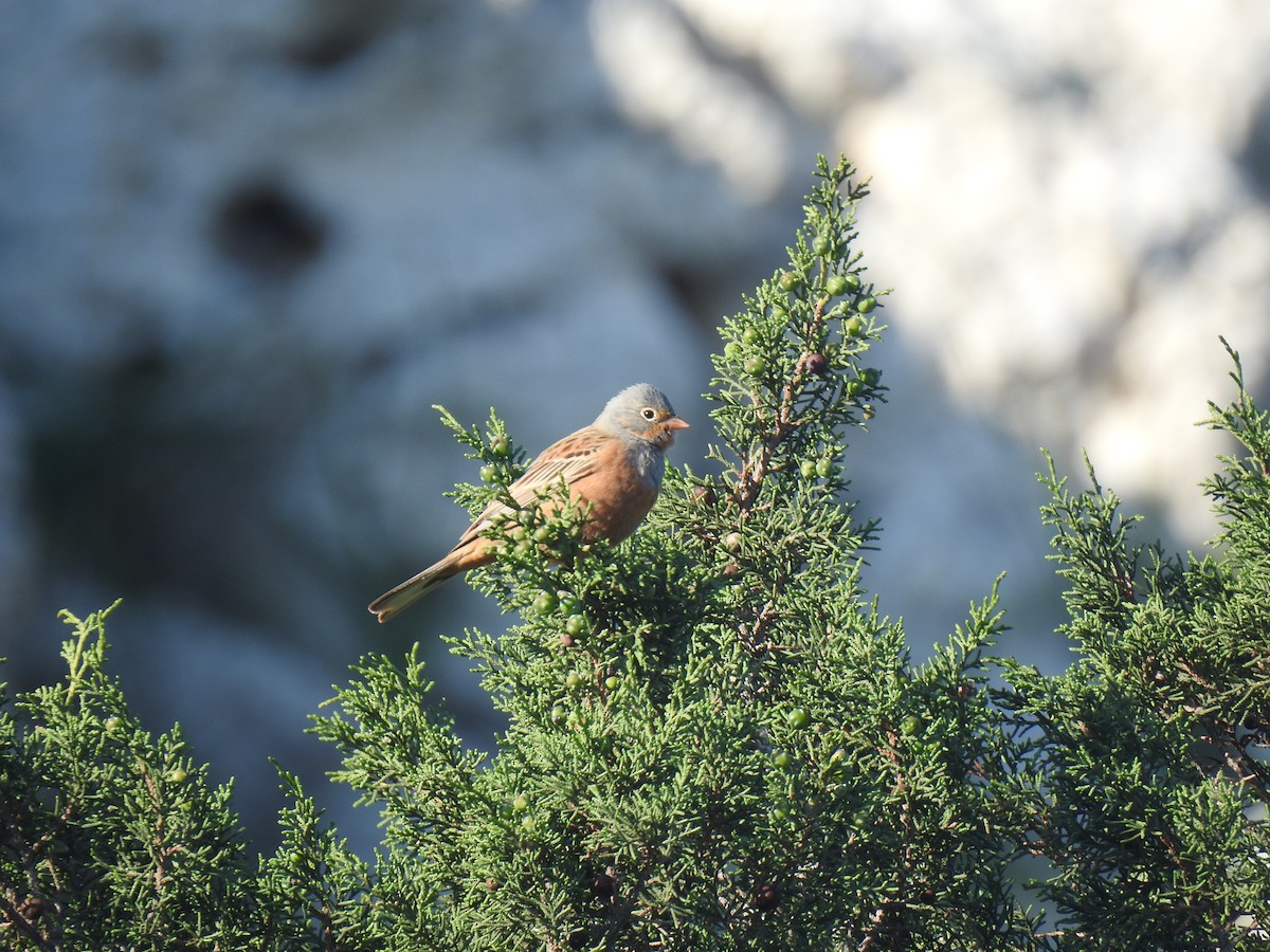 Cretzschmar's Bunting - ML617615665