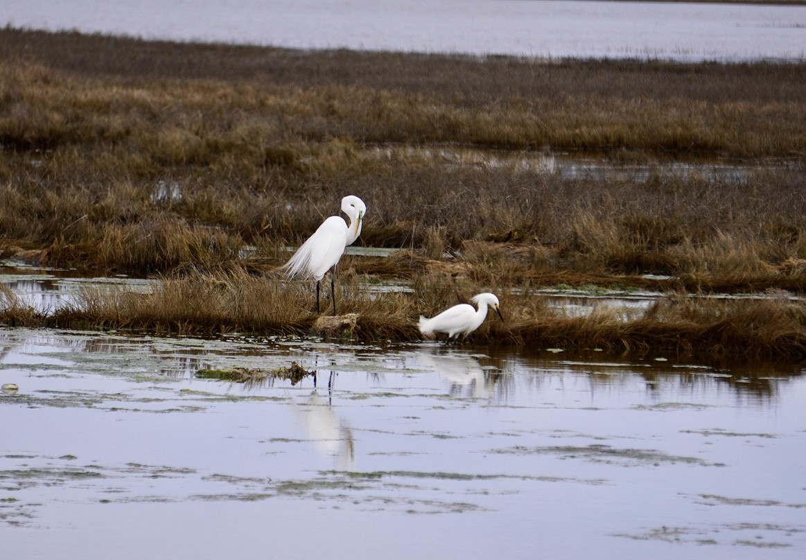 Great Egret - ML617615668