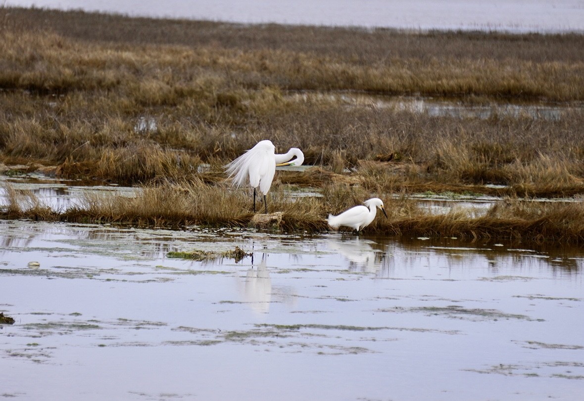 Great Egret - ML617615672