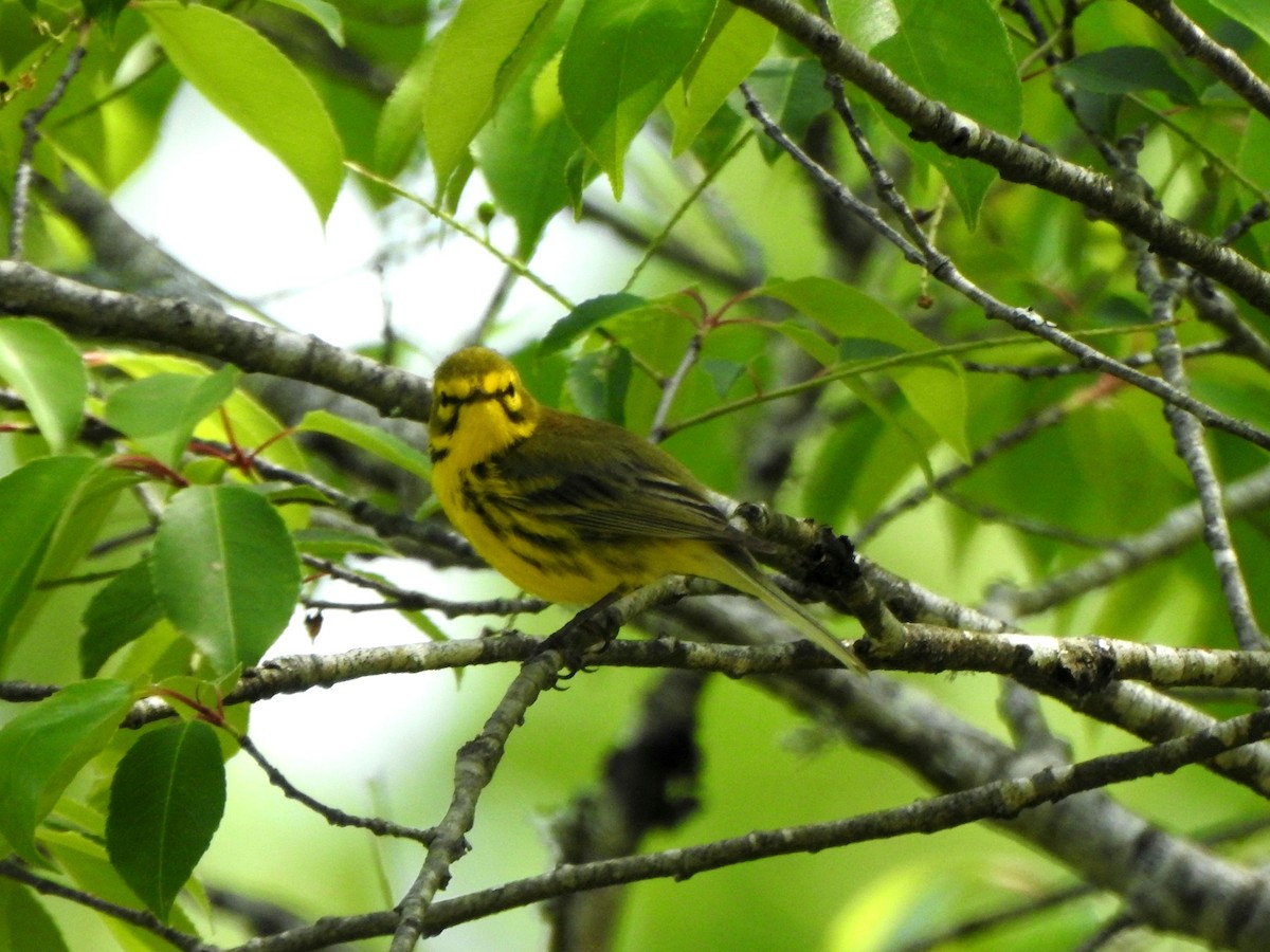 Prairie Warbler - Vinod Babu