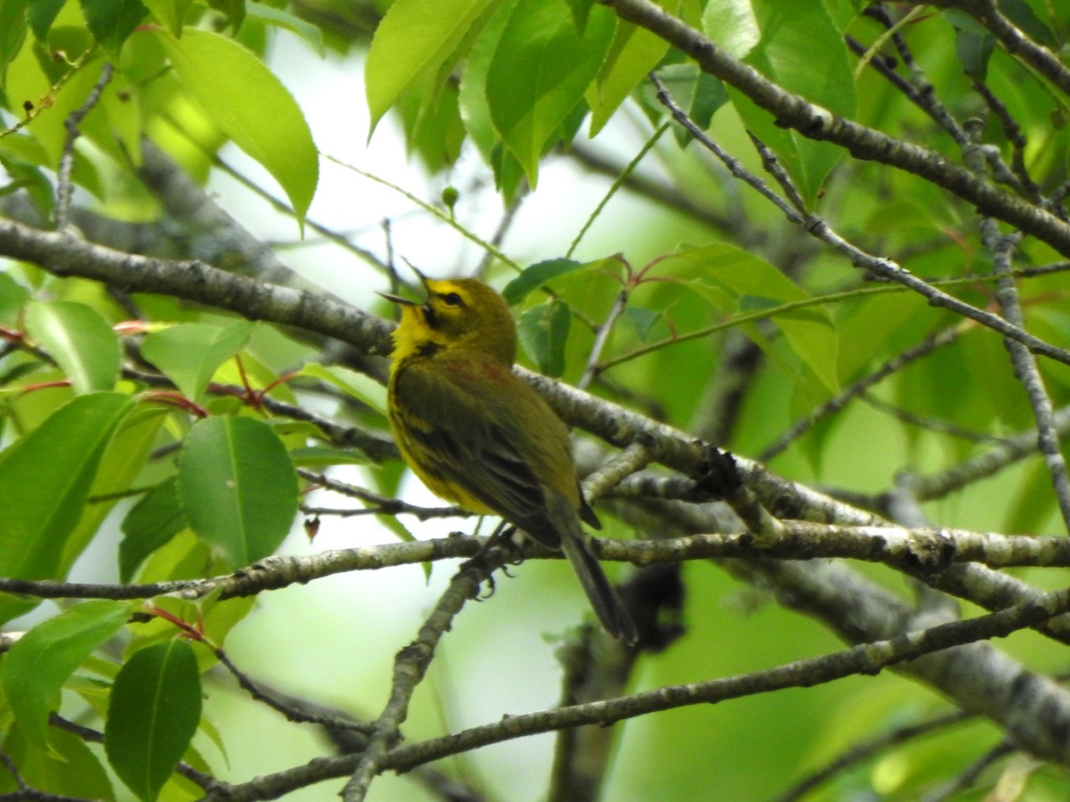 Prairie Warbler - Vinod Babu