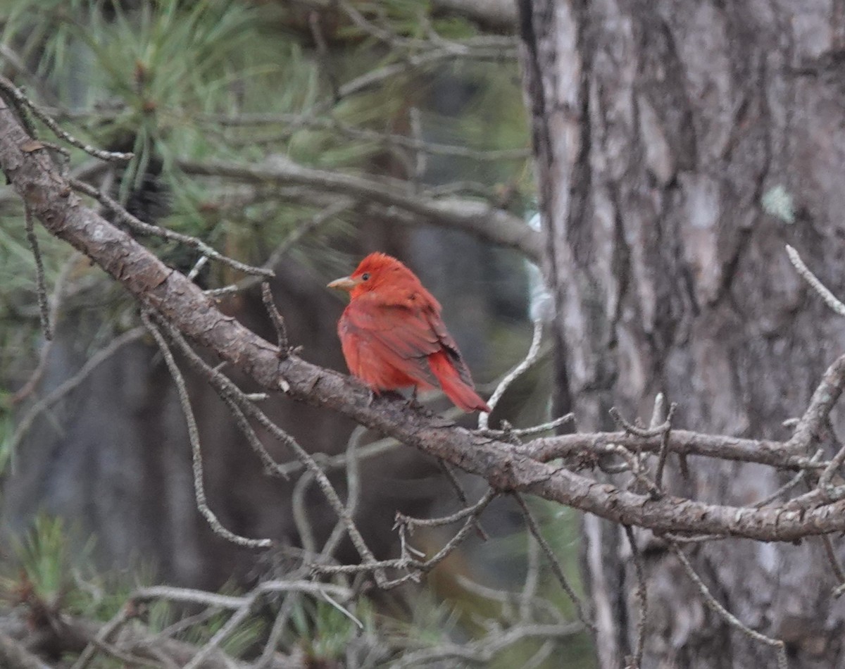 Summer Tanager - Nathan Hall