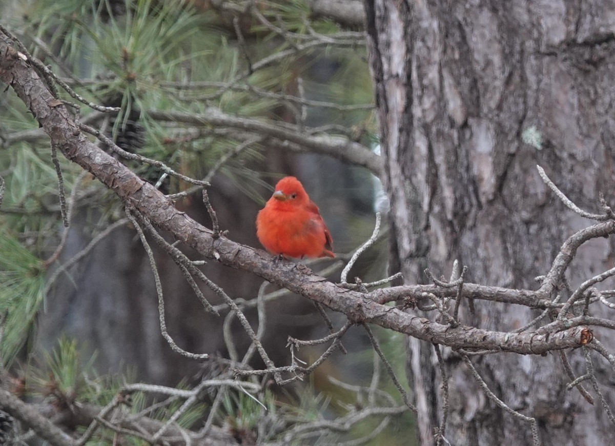 Summer Tanager - Nathan Hall