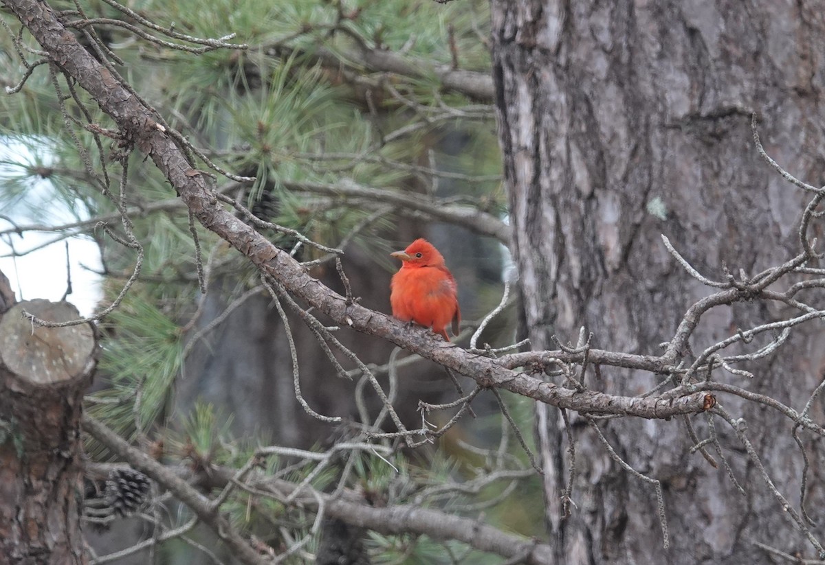 Summer Tanager - Nathan Hall