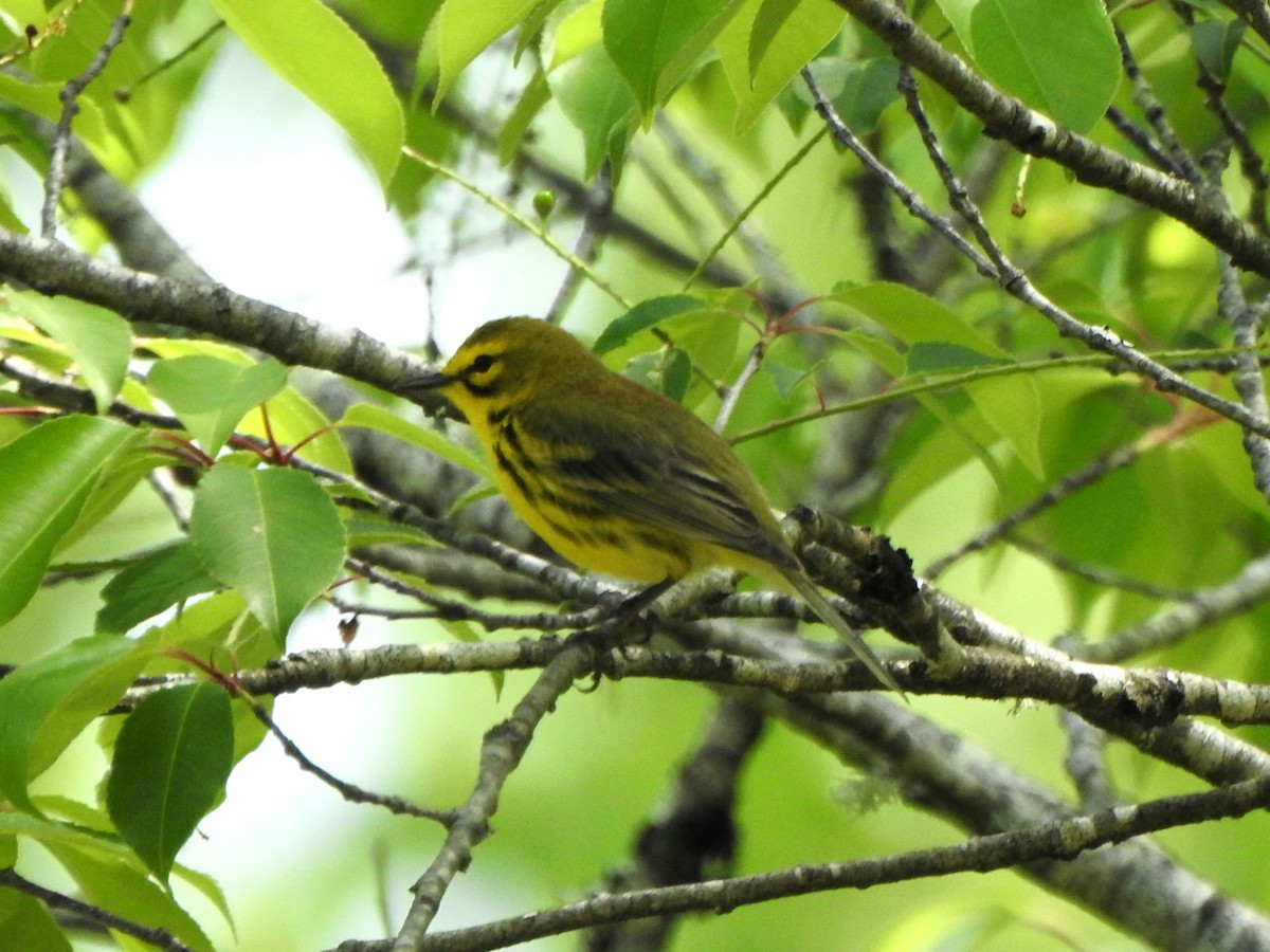 Prairie Warbler - ML617615713