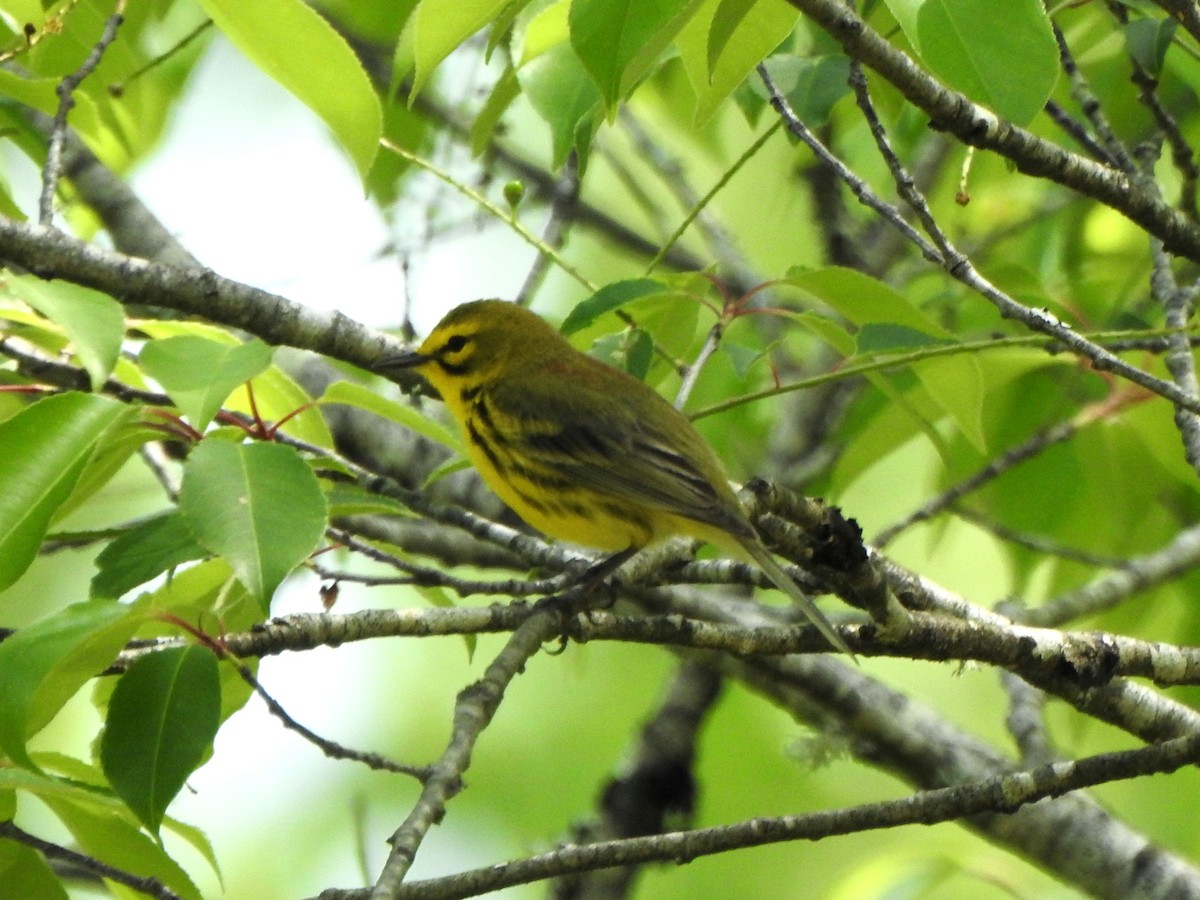 Prairie Warbler - Vinod Babu