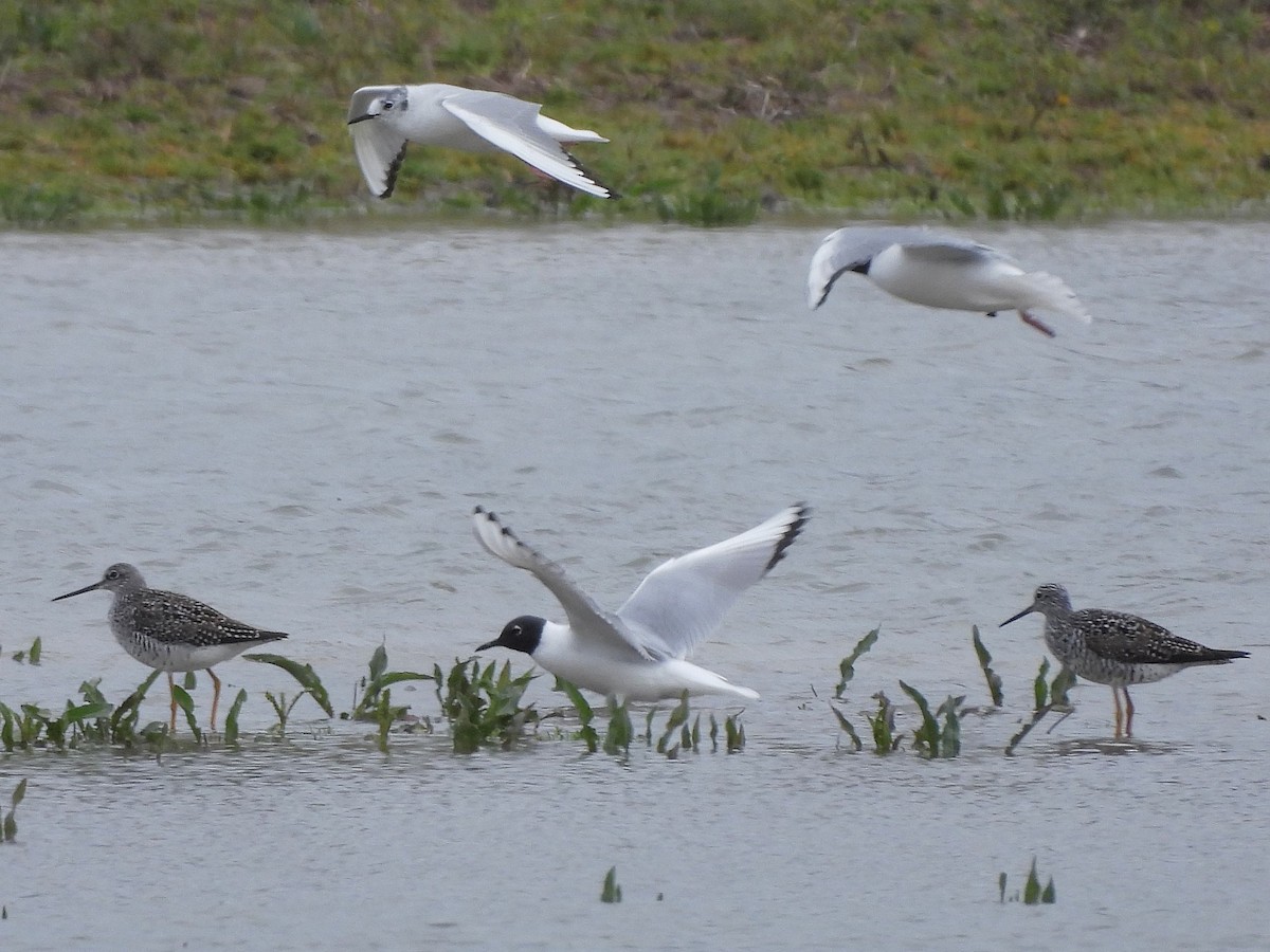 Greater Yellowlegs - ML617615768