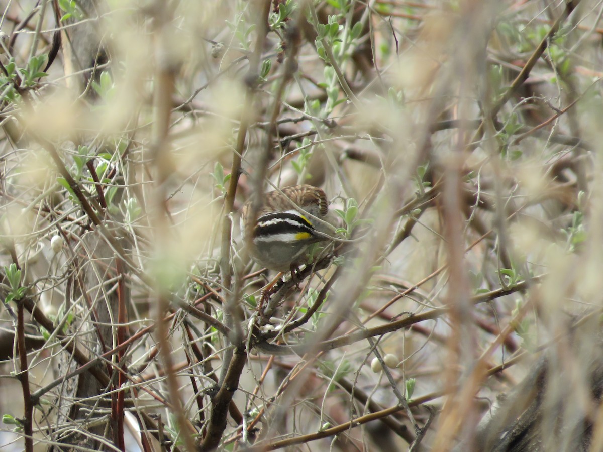 White-throated Sparrow - Marissa Noelle