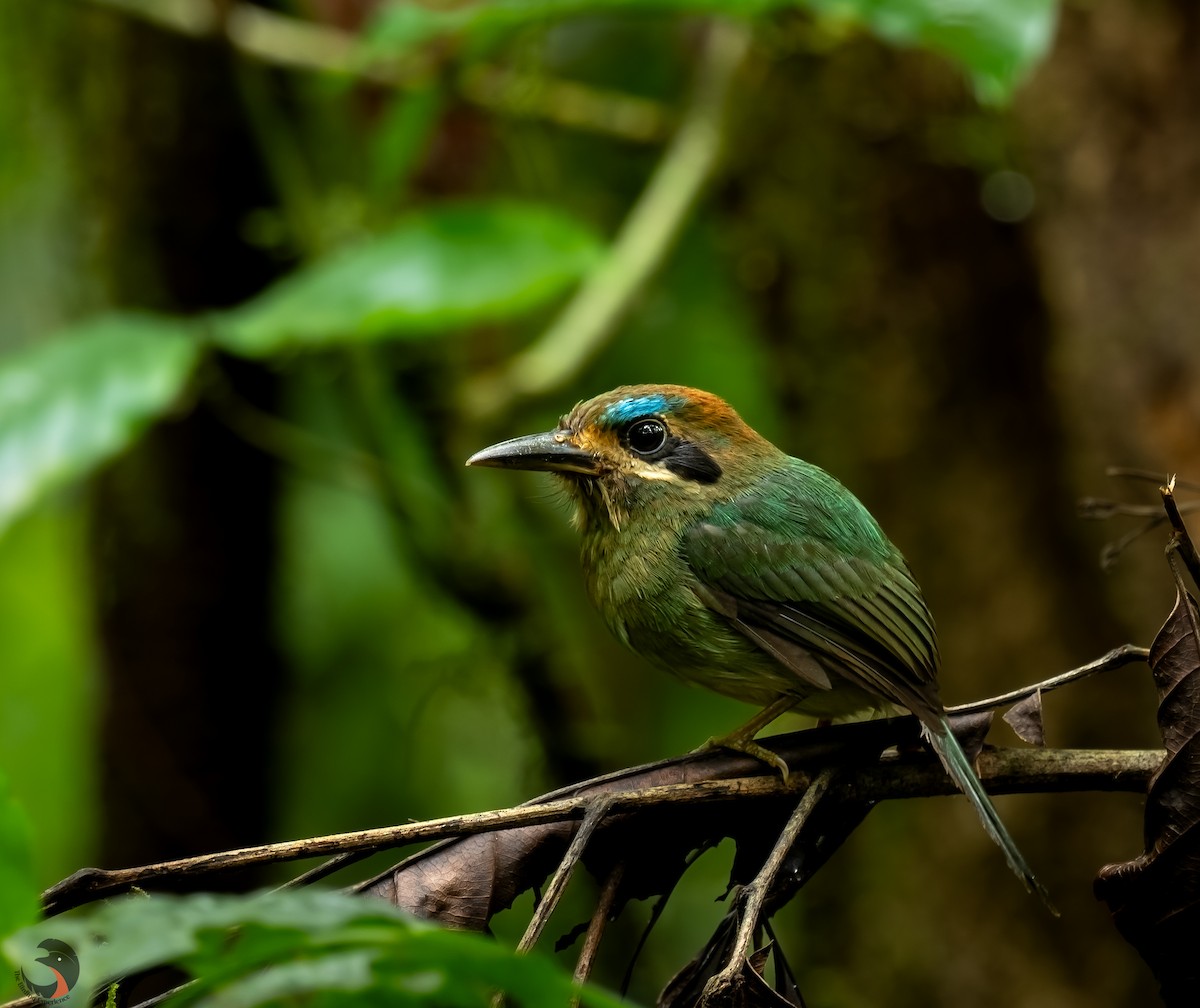 Tody Motmot - ML617615846