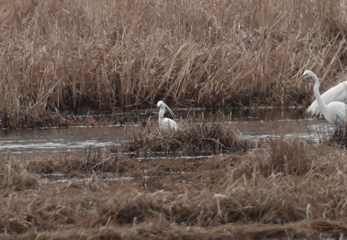 Snowy x Little Egret (hybrid) - Nathan Hall