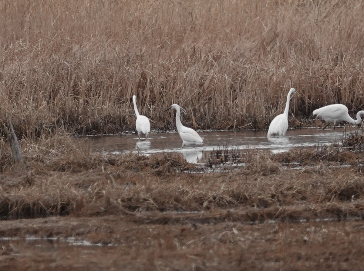 Snowy x Little Egret (hybrid) - Nathan Hall