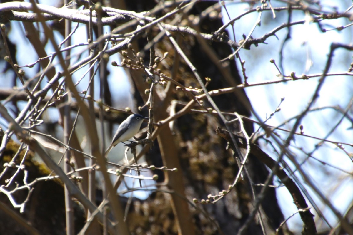 Blue-gray Gnatcatcher - ML617615876