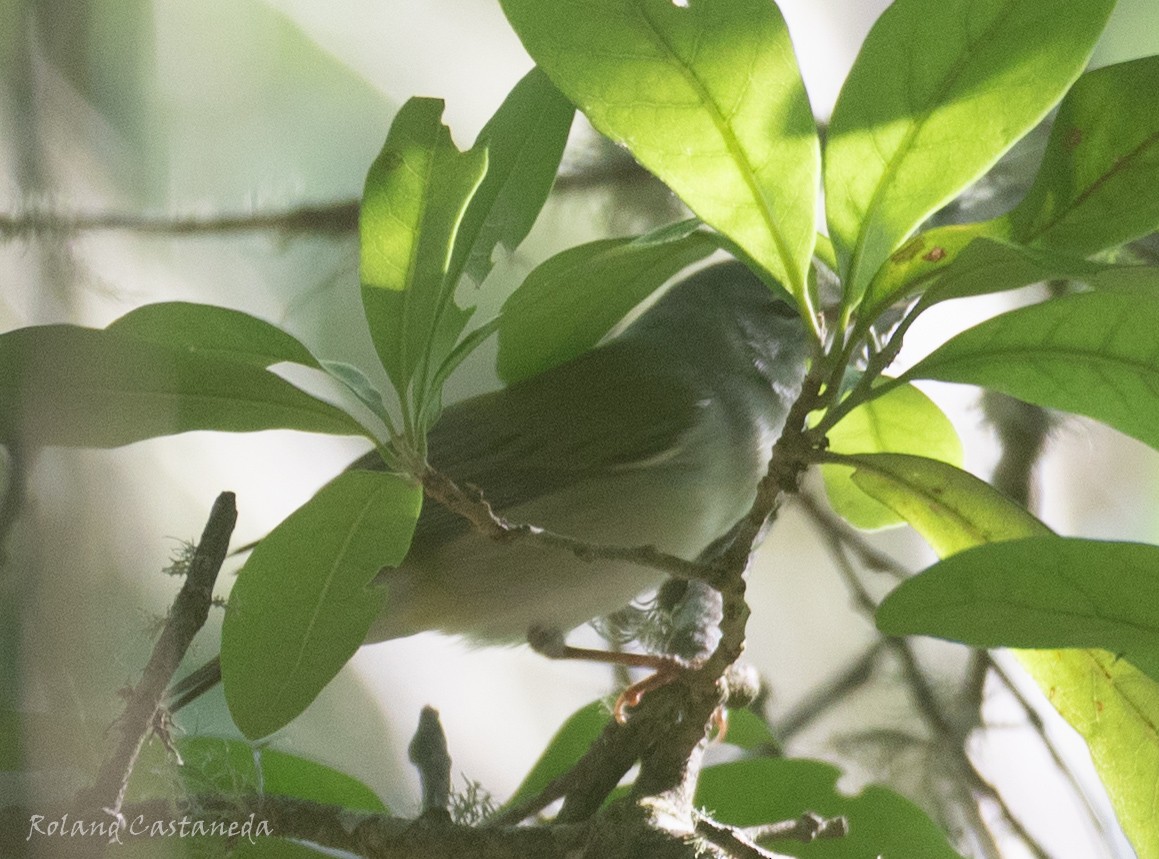 Black-whiskered Vireo - ML617615895