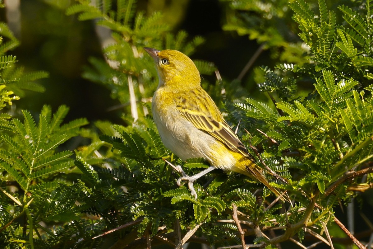 Holub's Golden-Weaver - ML617615904