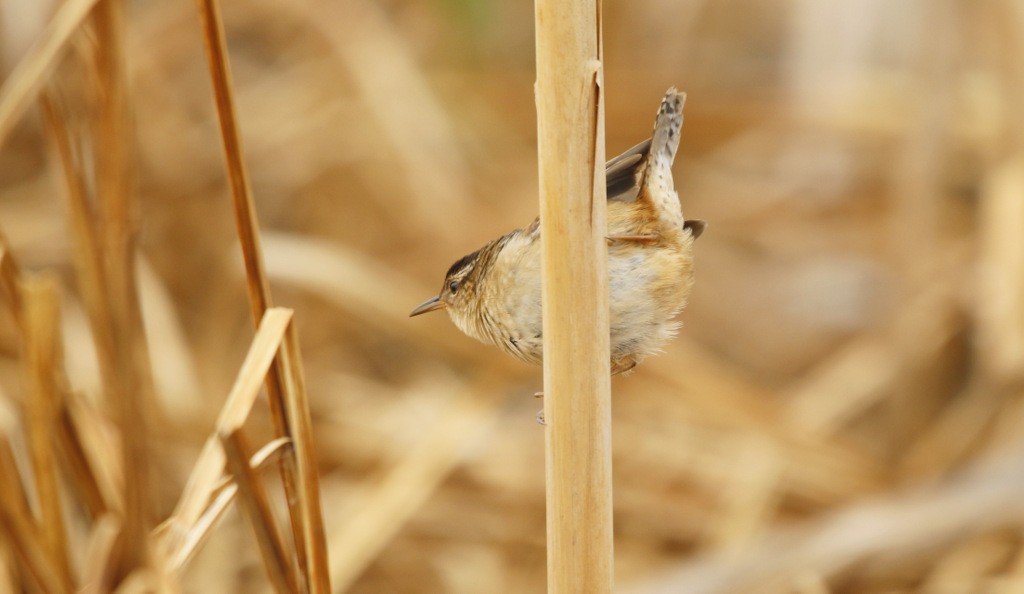 Marsh Wren - Julie Gidwitz