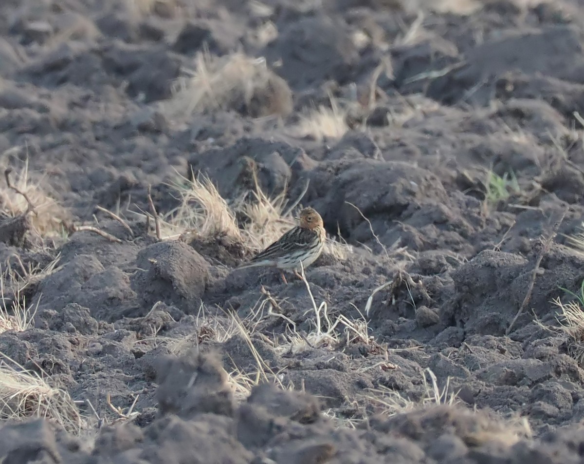 Red-throated Pipit - Andrew Whitehouse