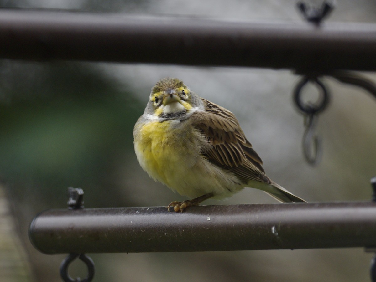 Dickcissel d'Amérique - ML617615940