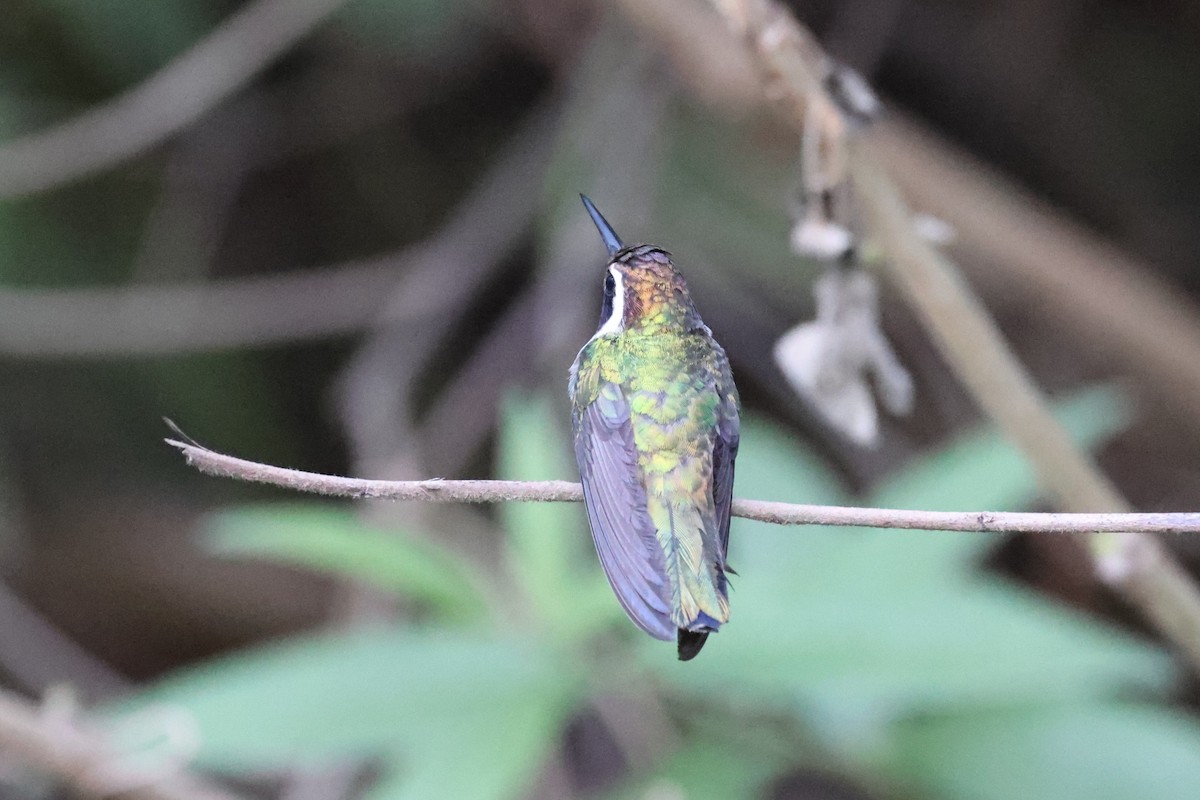 kolibřík bělouchý - ML617615953