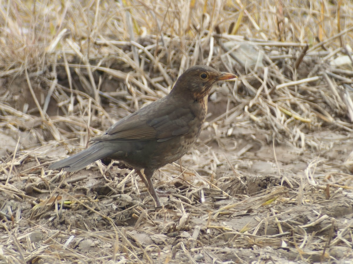 Eurasian Blackbird - Tom Lowe