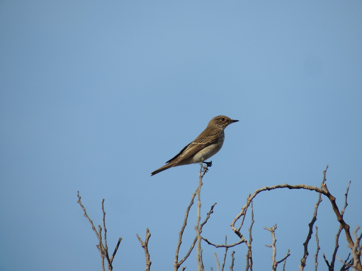 Spotted Flycatcher - ML617615961