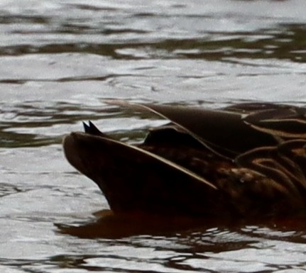 Mottled Duck - ML617615982