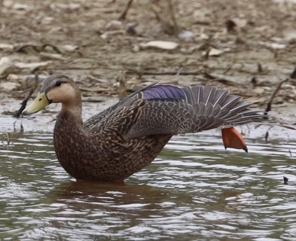 Mottled Duck - ML617615983