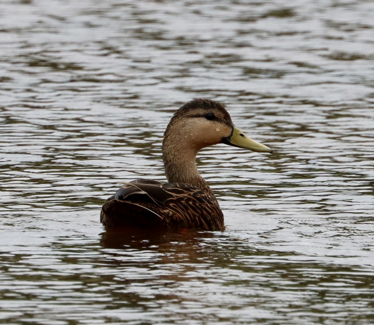 Mottled Duck - ML617615984