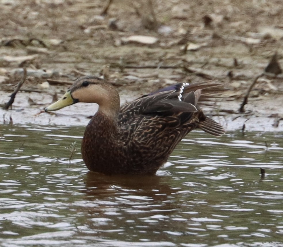 Mottled Duck - ML617615985