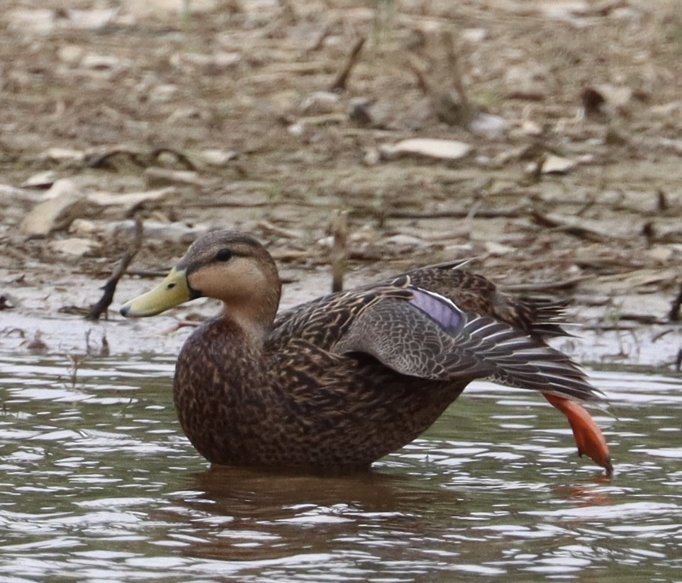 Mottled Duck - ML617615986