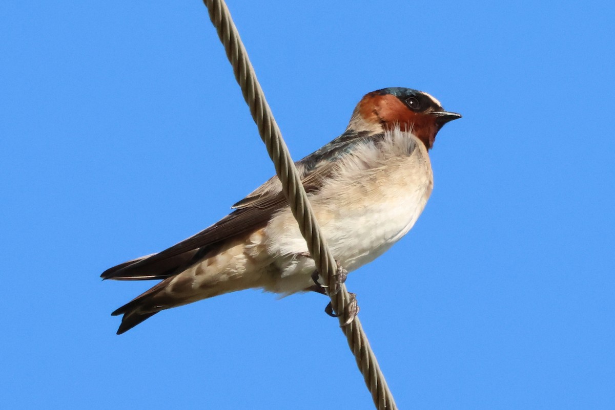 Cliff Swallow - ML617615994