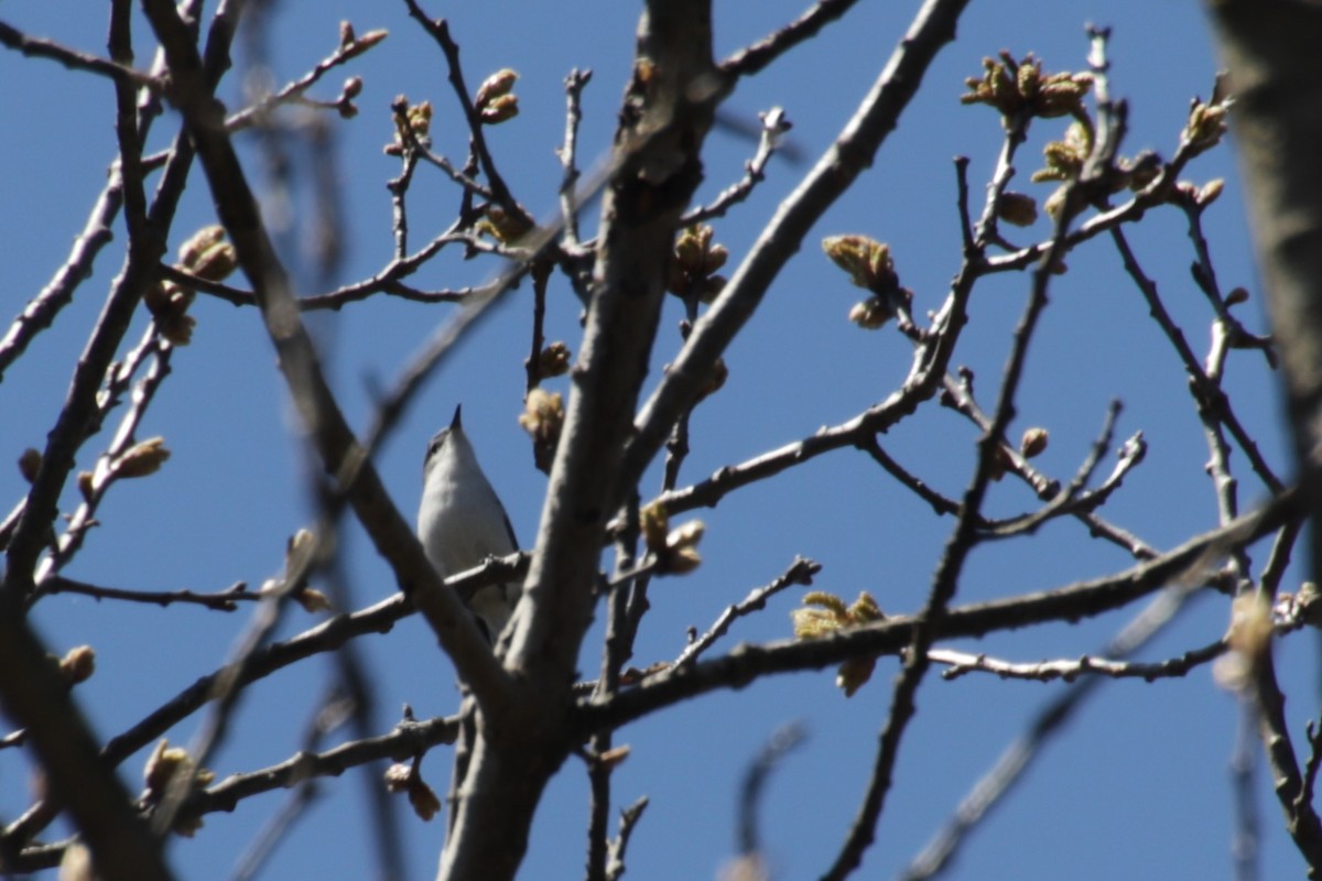 ברחשית כחלחלה - ML617616035