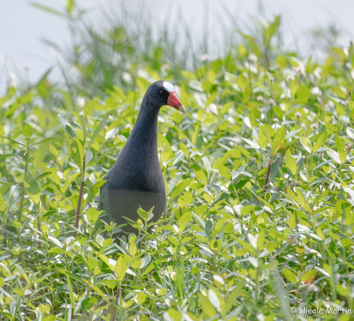 Purple Gallinule - Nicole Martin