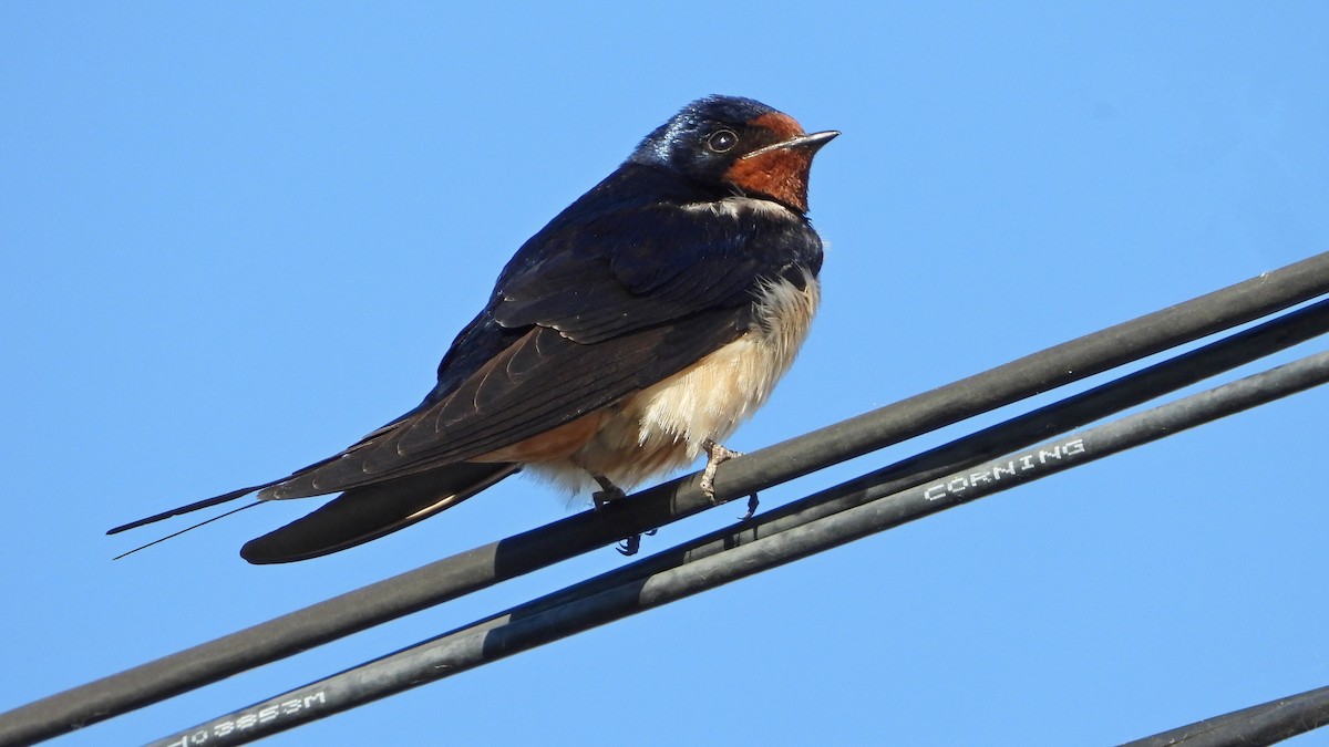 Golondrina Común - ML617616053