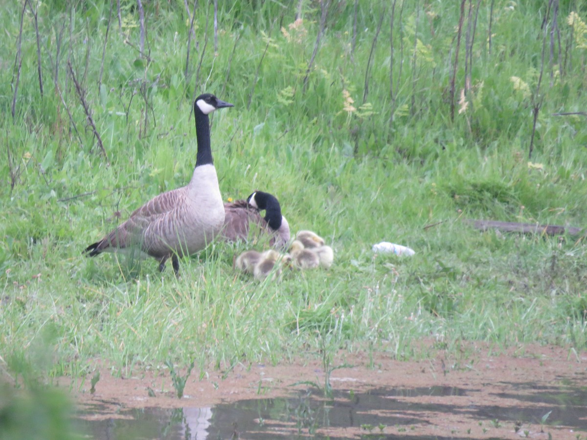 Canada Goose - David Mostardi