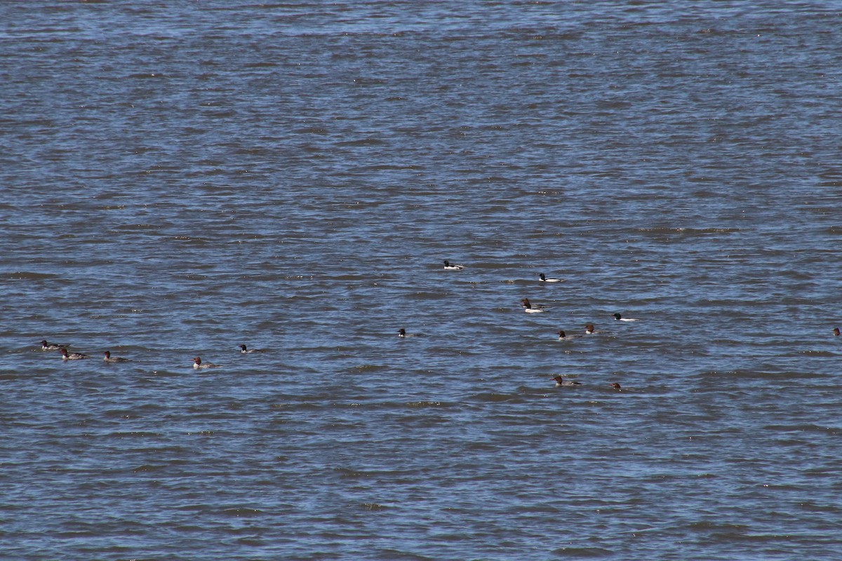 מרגון גדול - ML617616067