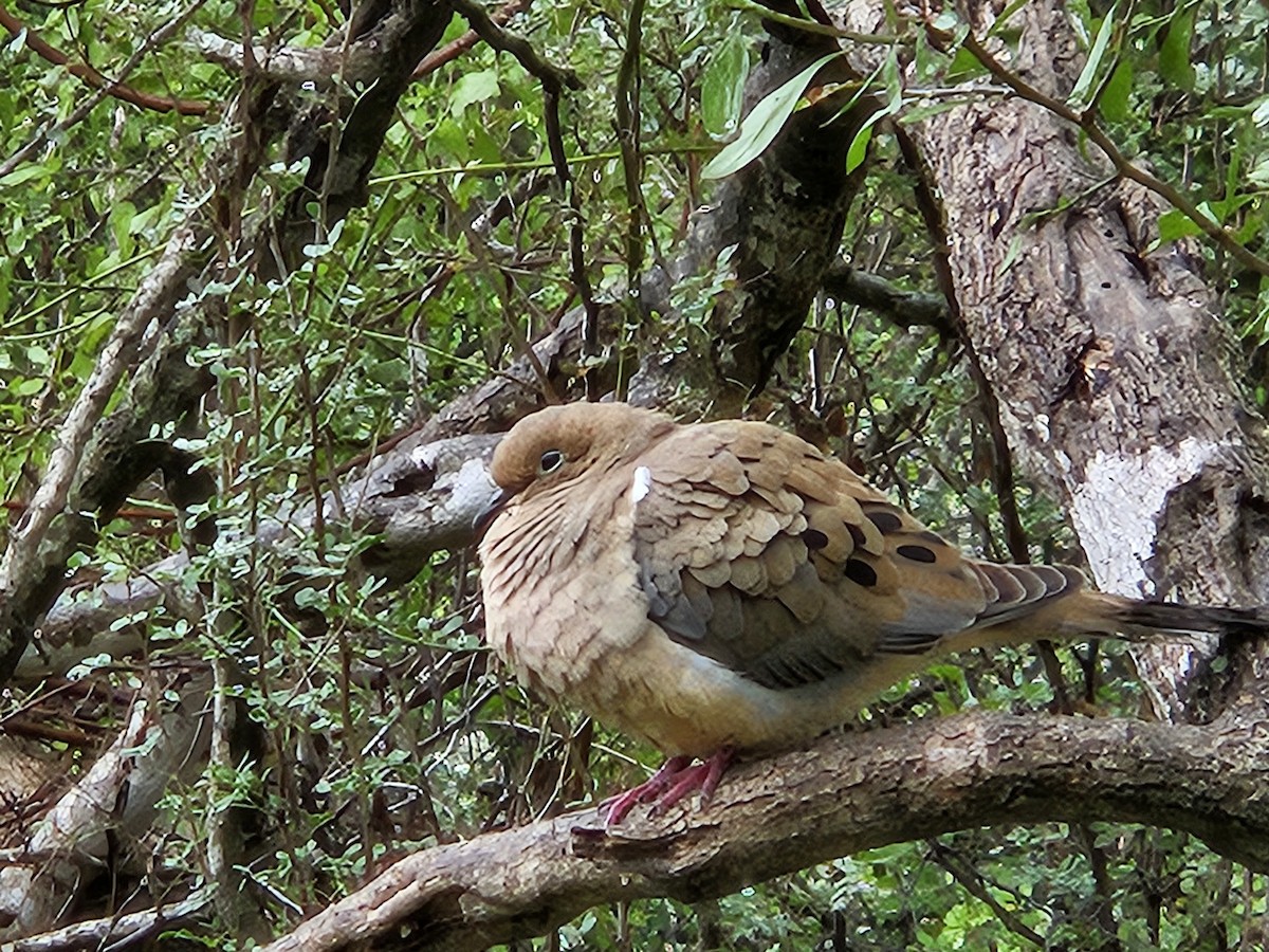 Mourning Dove - ML617616077