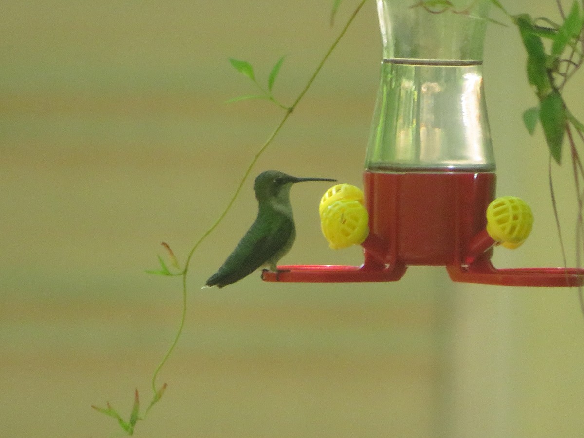 Ruby-throated Hummingbird - ML617616096